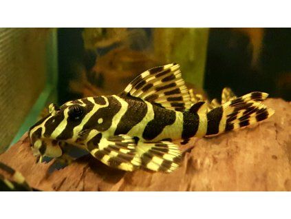 Krunýřovec L134 - Peckoltia compta