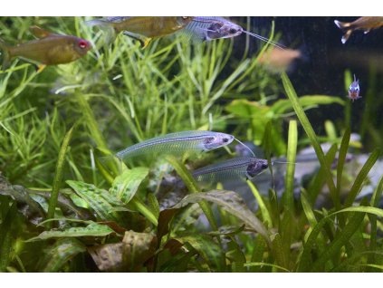 Sumeček sklovitý - Kryptopterus vitreolus