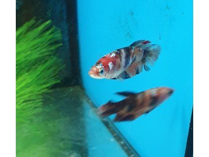 Bojovnice pestrá - Betta splendens samice 'Koi'