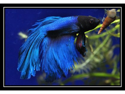 Bojovnice pestrá - Betta splendens samec