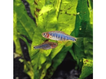 Danioerythromicron