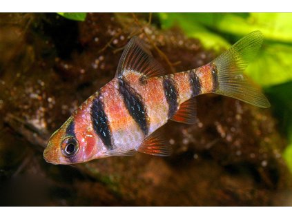 Parmicka petipruha