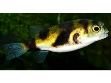 Čtverzubec amazonský - Colomesus asellus