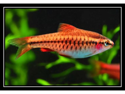 Parmička duhová - Puntius titteya