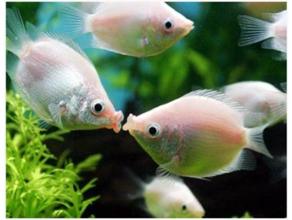 Pink Kissing Gourami Fish 2