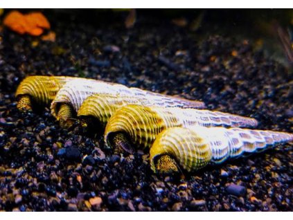 Tylomelania marwotoae