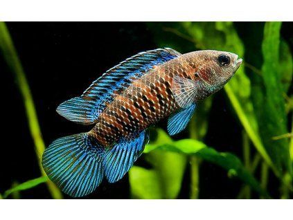Ostnáč modrý - Badis Badis
