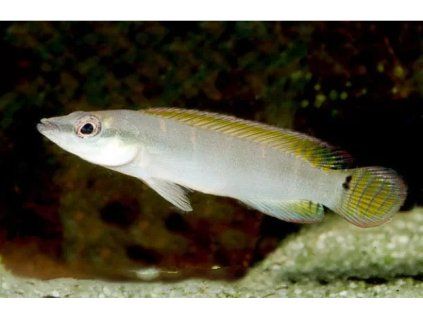 Hřebenáč compressiceps - Crenicichla compressiceps