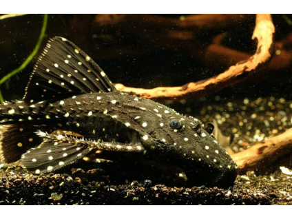 Krunýřovec Adonis - Acanthicus adonis