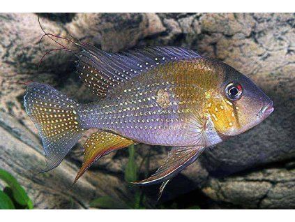 Akara Heckelova - Acarichthys heckelii