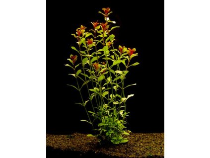 Ludwigia repens