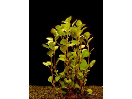 Ludwigia palustris