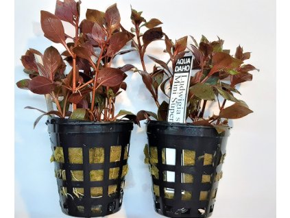 Ludwigia sp. mini super red