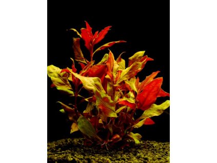 Alternanthera splendens