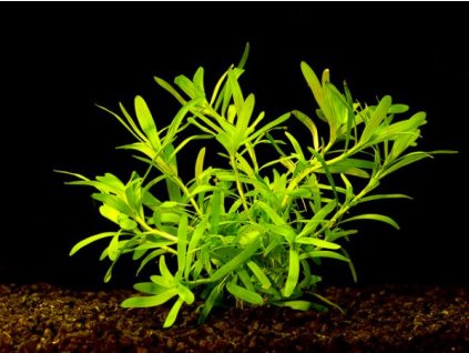 Heteranthera zosterifolia