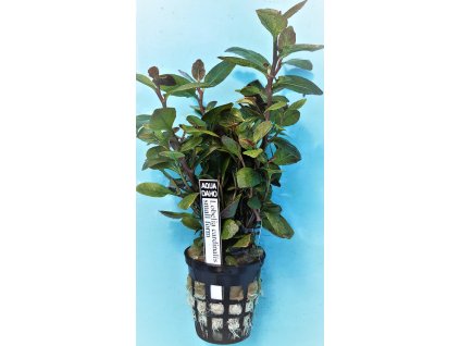 Lobelia cardinalis small form