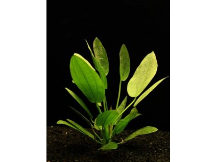 Echinodorus aschersonianus