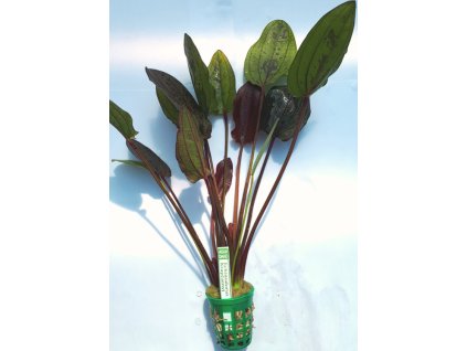 Echinodorus Krapčatnyj