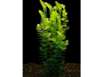 Ceratophyllum demersum