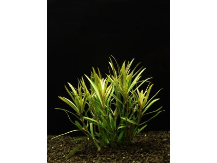 Pogostemon stellata