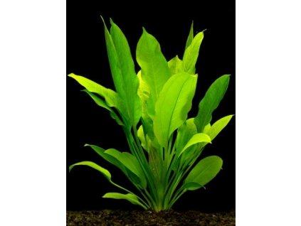 Echinodorus bleherae