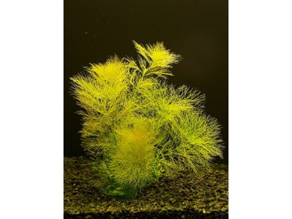 Limnophila aquatica