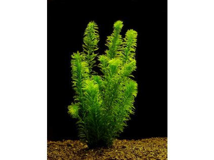Egeria densa