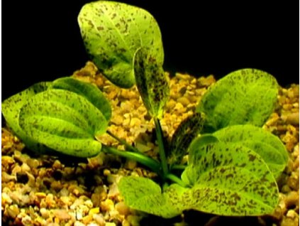 Echinodorus leopard