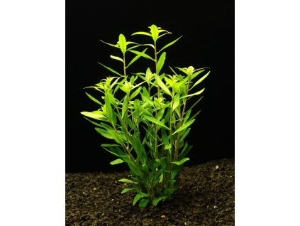 Proserpinaca palustris Cuba