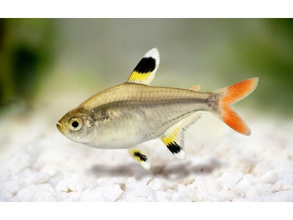 Tetra prusvitna