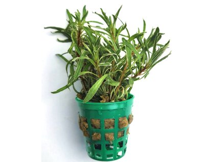 Ludwigia inclinata White Edge
