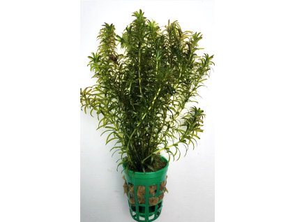 Hydrilla verticillata