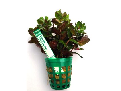 Rotala macrandra em.