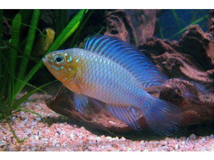 Cichlidka Borelliho opal - Apistogramma borellii Opal