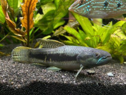 Trahir červenavý - Erythrinus erythrinus