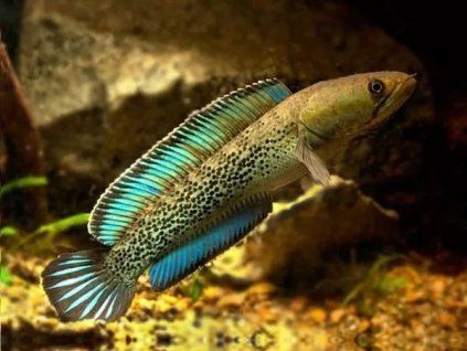 Hadohlavec stewartii - Channa stewartii