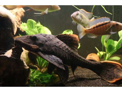 Pakrunýřnice amazonská - Pseudorinelepis genibarbis