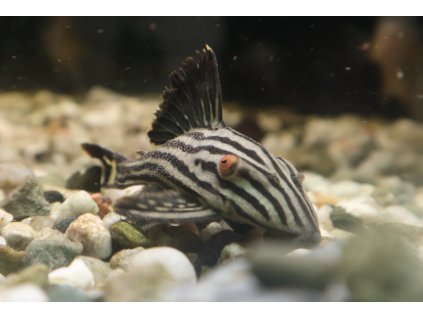 Panak L191 (5cm) - Panaque sp. L191