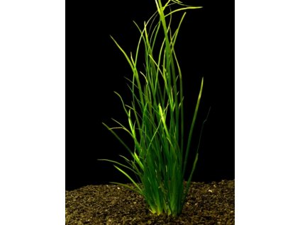 Vallisneria spiralis