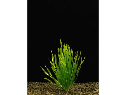Vallisneria torta