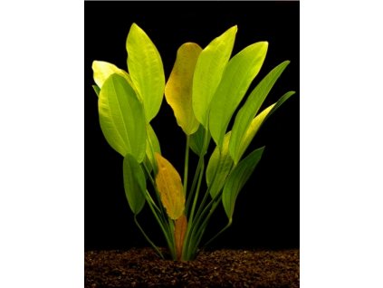 Echinodorus rosaefolius