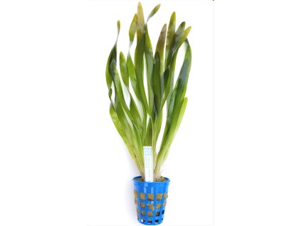 Vallisneria americ.var. americana