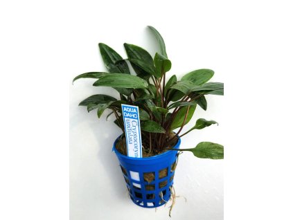 Cryptocoryne undulata