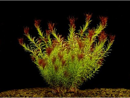 Rotala wallichii subm.