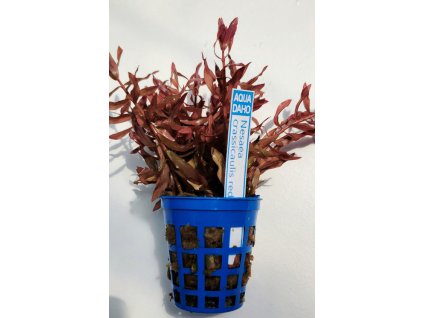Nesaea crassicaulis red subm.