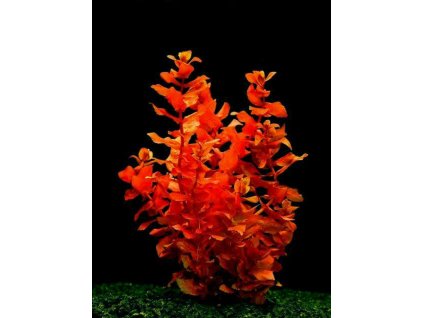 Rotala macrandra subm.