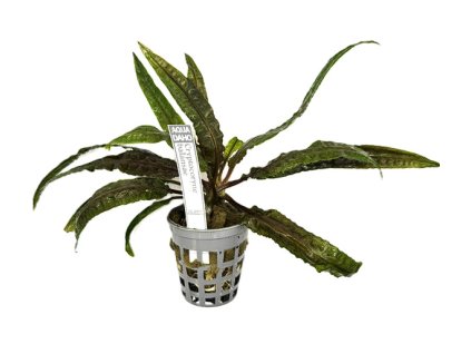 Cryptocoryne balansae