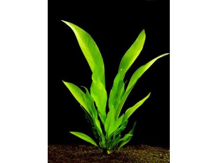 Anubias lanceolata