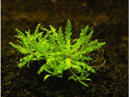 Pogostemon helferi