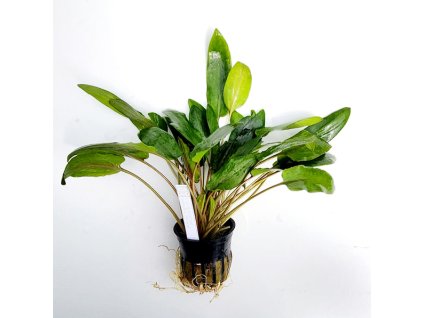 Cryptocoryne wendtii hybrid